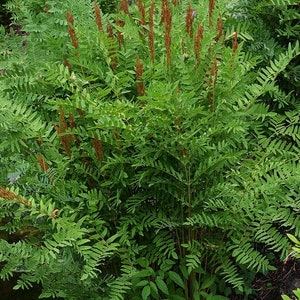 5 Royal Fern Bareroot