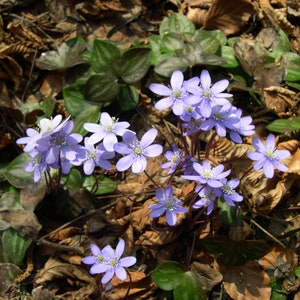 5 Hepatica bareroot