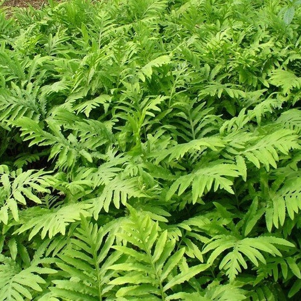 5 Sensitive Fern