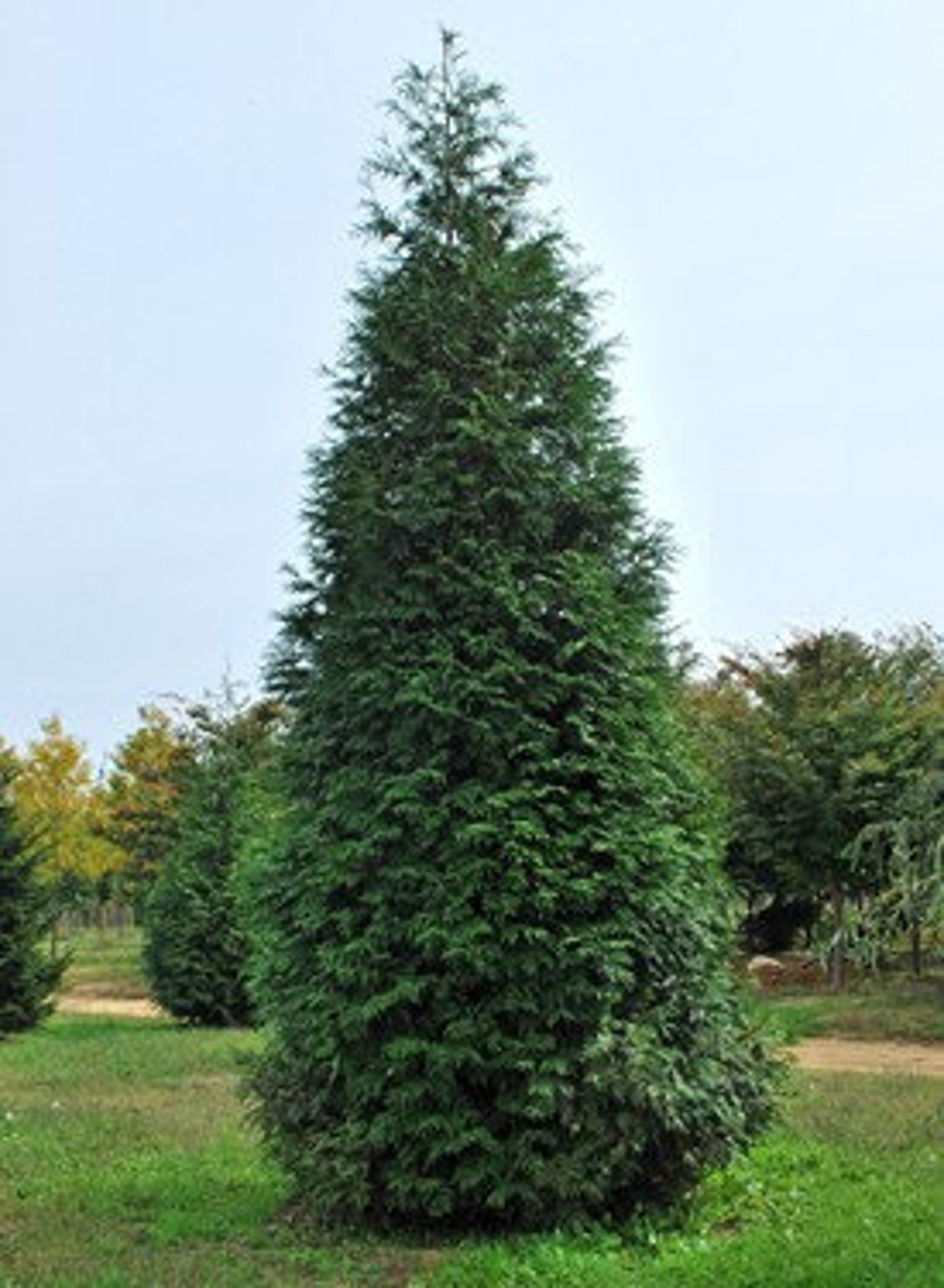 1 Green Giant Arborvitae 2 1/2 Pot - Etsy