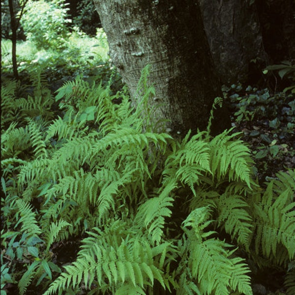 5 New York Fern