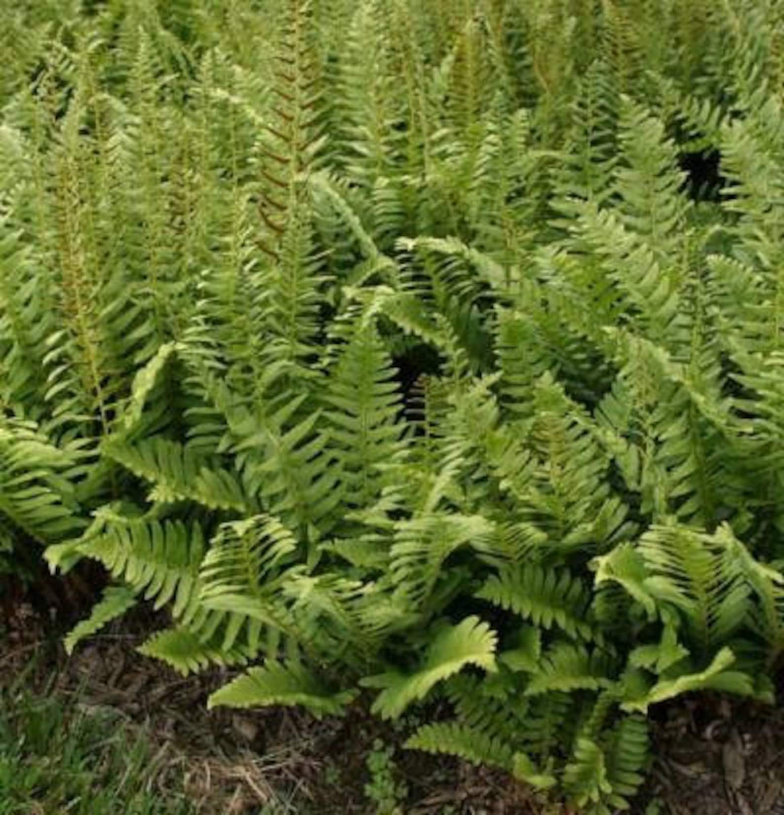 5 Native Christmas Ferns Bare Root Etsy