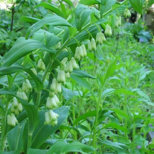 5 Solomon Seal bareroot (Polygonatum Biflorum)