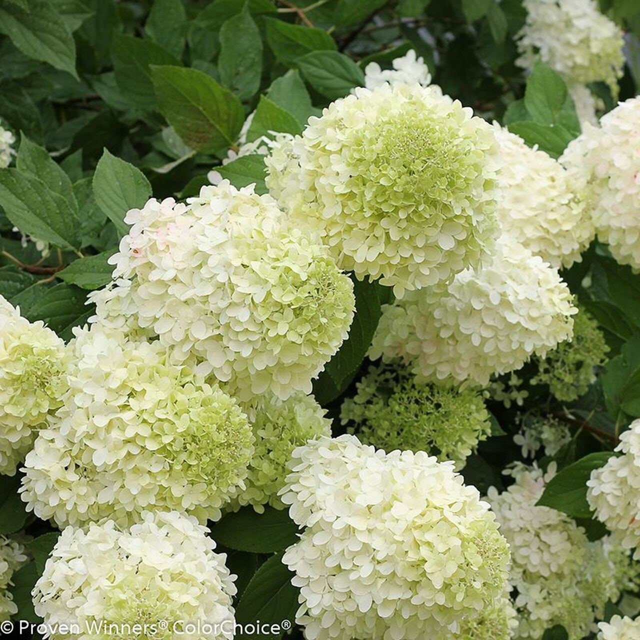 Image of Limelight hydrangea seeds 2