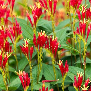 5 Indian Pink bareroot (spigelia marilandica)