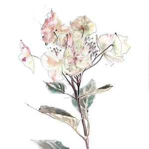 Limited edition Giclee print Hydrangea