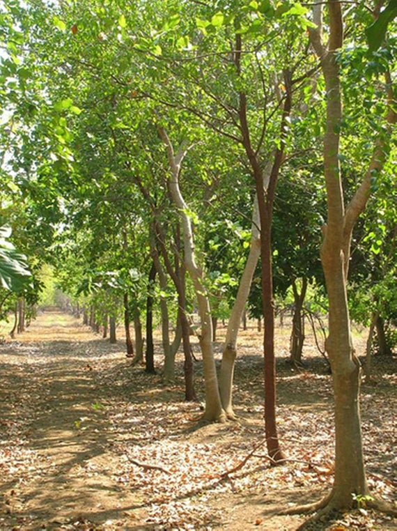 seeds of precious indian