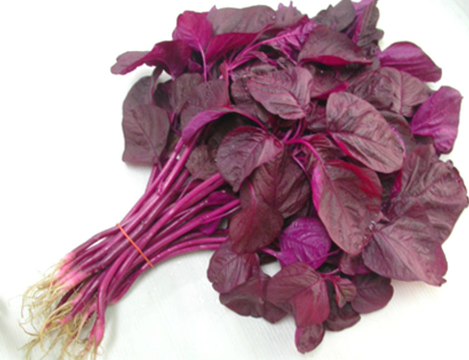 Seeds of High Yield Red Leaf Spinach Amaranth Laal Saag for Etsy