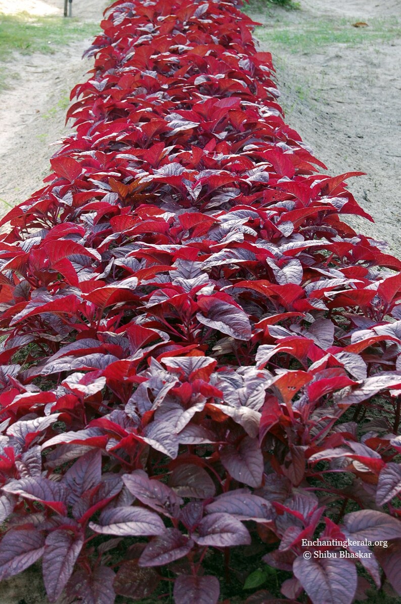 Seeds of High Yield Red Leaf Spinach Amaranth Laal Saag ...
