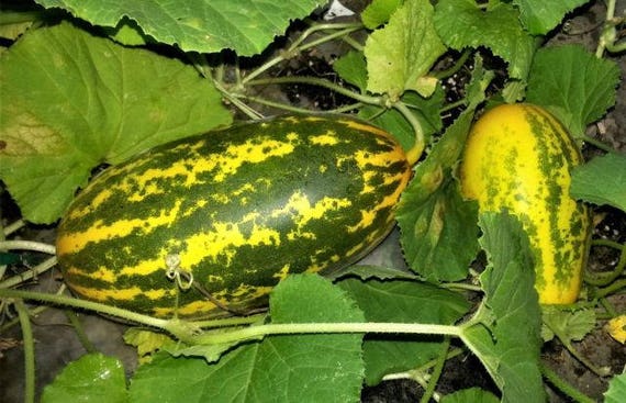 Seeds of Organic Yellow Indian Cucumber or Sambar Cucumber | Etsy