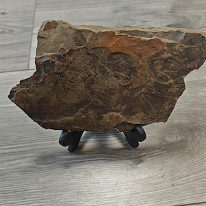 Può includere: Una lastra di roccia marrone di forma irregolare che presenta molteplici impronte fossilizzate incastonate di trilobiti e conchiglie. La pietra strutturata dai toni della terra è esposta su un piccolo supporto in plastica nera a tre punte.