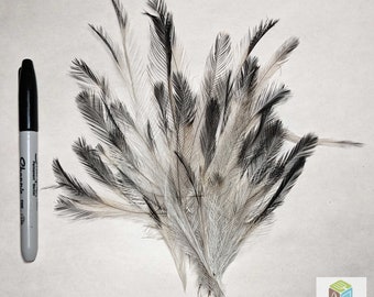 RARE - Emu WING Feathers - Ethically Sourced, Cruelty Free GUARANTEED