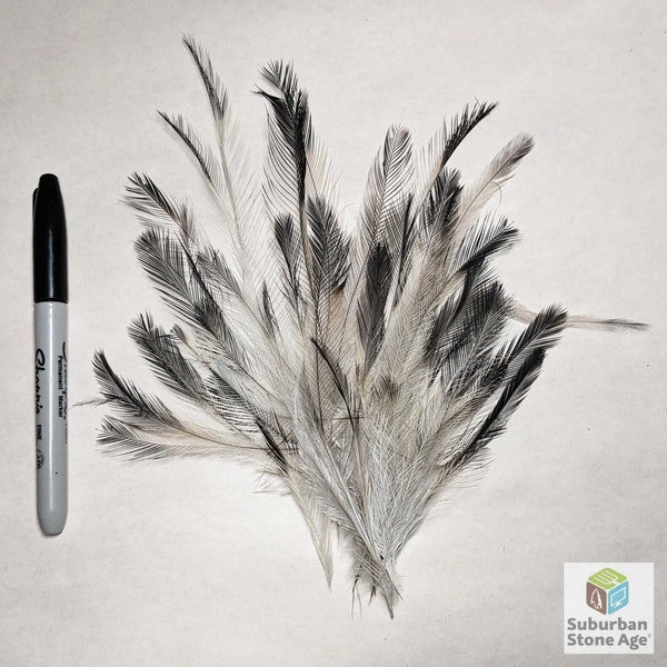 RARE - Emu WING Feathers - Ethically Sourced, Cruelty Free GUARANTEED