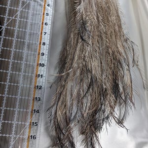 RARE Emu Tail Feathers - Ethically Sourced, Cruelty Free GUARANTEED