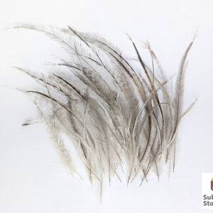 May include: A bunch of gray and white feathers with black tips. The feathers are arranged in a fan shape and are spread out on a white background.