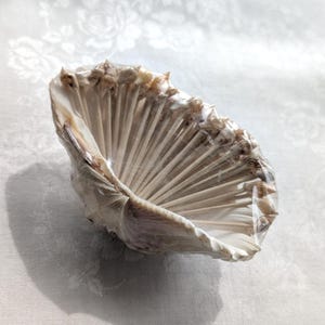 May include: A large, off-white seashell bowl filled with a fan-shaped arrangement of thin, light-colored wooden sticks. The entire contents are secured within a clear, tight plastic wrap that covers the opening of the shell.