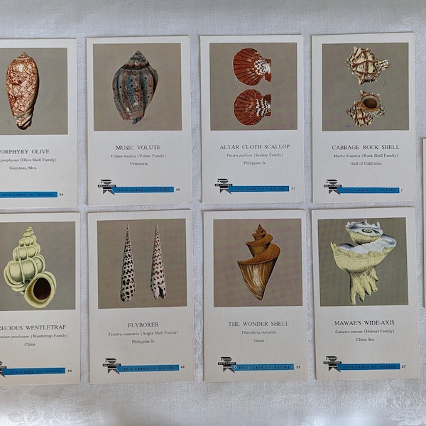 Vintage Lot of 9 Ed-U-Cards of Nature, Sea Shell Illustration, Nautical, Sea Shore, Educational, Beach Décor, Suitable for Framing