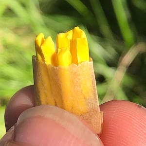 Op de afbeelding: Close-up van een gele bloemknop met een bruine, papierachtige buitenlaag. De knop is gedeeltelijk open, waardoor de gele bloemblaadjes zichtbaar worden.