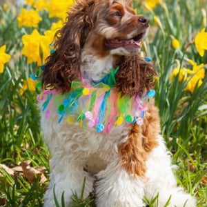 Birthday dog collar / Easter dog collar / rainbow ruffle Pom Pom dog collar / cat birthday collar