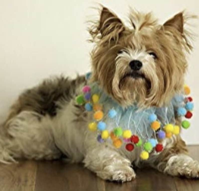 Birthday dog collar / Easter dog collar / blue ruffle Pom Pom dog collar / cat birthday collar image 2