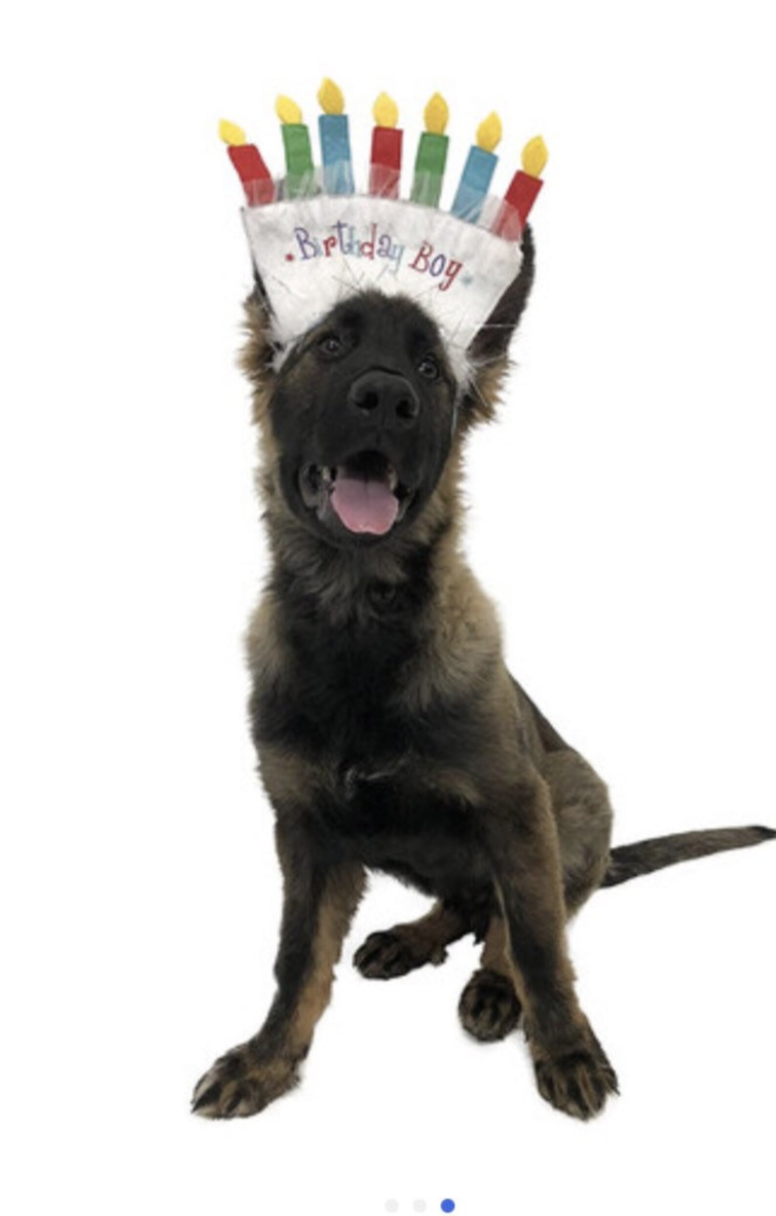 Dog Birthday Hat / Happy Birthday Hat / Dog Birthday Headband Etsy