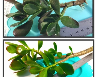 JADE Succulent - Buy One Get 5 or more Miscellaneous Succulent Cuttings FREE  - Bare Roots or Cuttings-Crassula Ovata-Money Plant