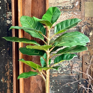 May include: A potted ficus lyrata plant with large, dark green leaves. The plant is in a white ceramic pot with a wooden base. The pot is sitting on a wooden table with a stack of old books.
