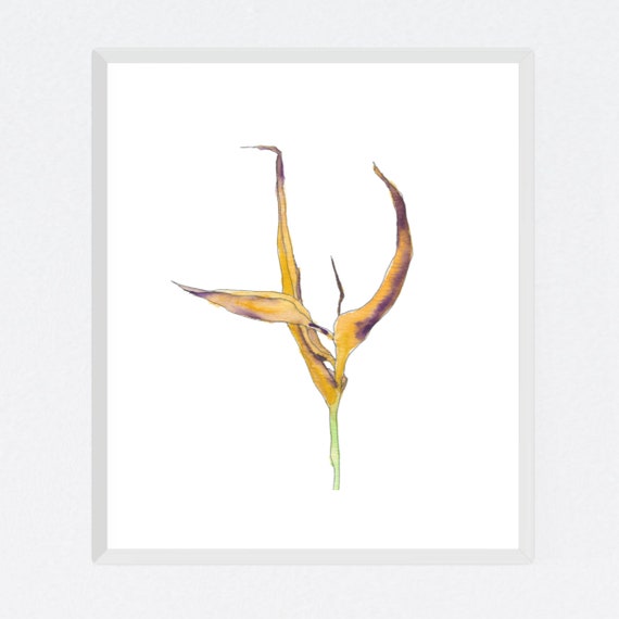 Dying Heliconia #1, floral art print, nature, minimalist, flower, archival print, botanical art, giclee on paper, contemporary wall art
