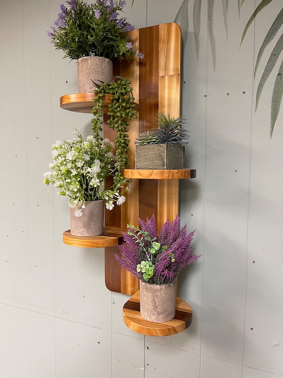 olivenbaum tiefwurzler knorriger Olivenbaum 175 Jahre  toskanagartenshop