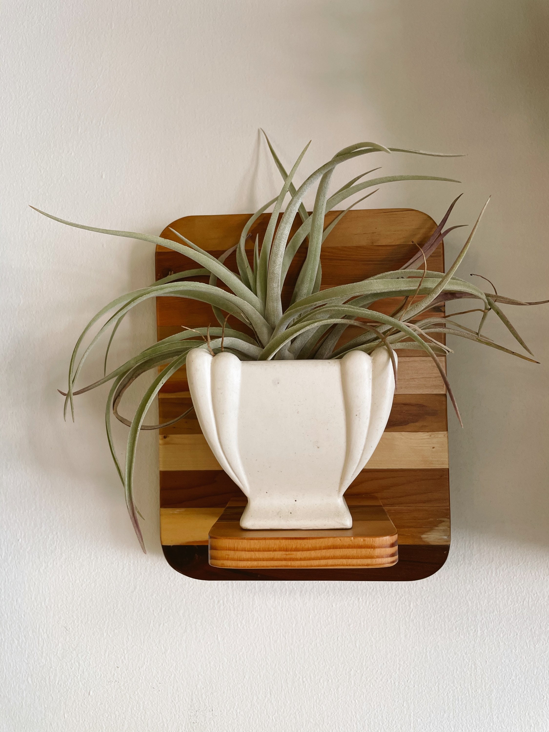 Floating Wall Plant Stand Air Plant Holder Plant Stands Etsy