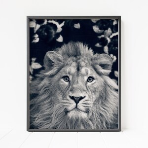 Lion wall art, lion print, printable nursery decor, safari animal print, nursery animal print