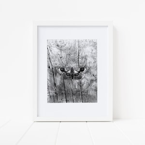 May include: A black and white photograph of a moth on a piece of weathered wood.