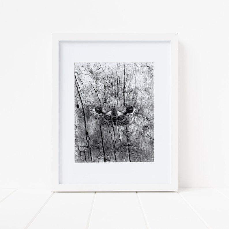 May include: A black and white photograph of a moth on a piece of weathered wood.