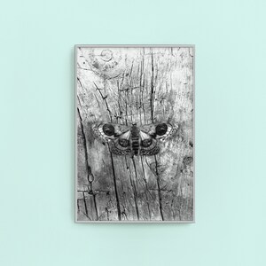 May include: Black and white photograph of a moth on a weathered wooden surface. The moth has large, prominent eyes and intricate wing patterns.