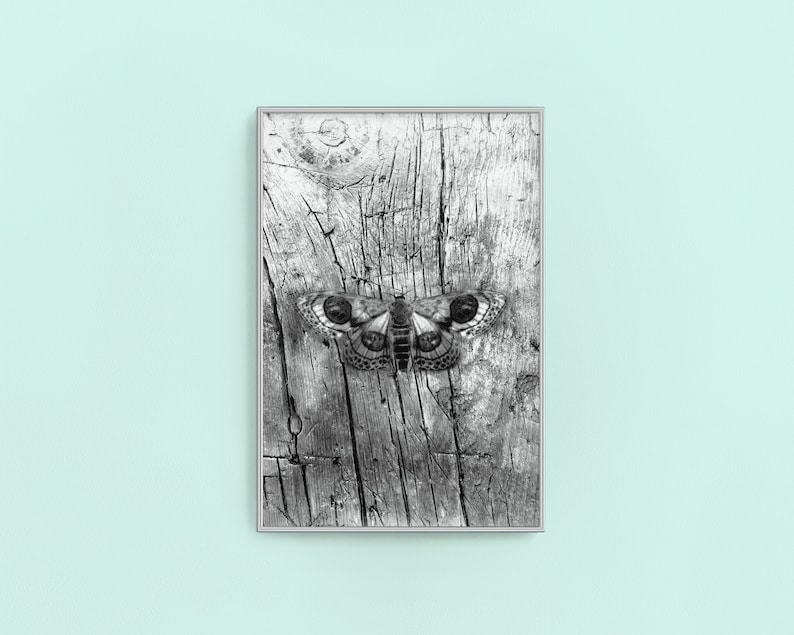 May include: Black and white photograph of a moth on a weathered wooden surface. The moth has large, prominent eyes and intricate wing patterns.