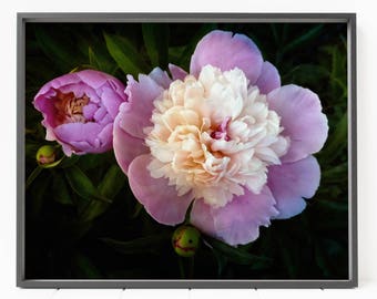 pink peony flower print, flower wall art, floral wall art, peony wall art, peony print