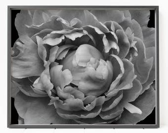 Pfingstrose Print, Blumendruck, schwarz-weiße Pfingstrose, minimalistische Blume, Blumendekor