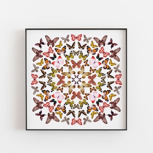 May include: A framed print featuring a symmetrical arrangement of butterflies in various colors, including brown, orange, yellow, and pink. The butterflies are arranged in a circular pattern against a white background, creating a decorative and artistic design.