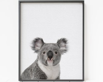May include: A framed print featuring a close-up of a koala bear. The koala has gray fur, large fluffy ears, and a black nose. The print is set against a white background and framed in a black frame. The koala is looking directly at the viewer.