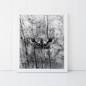 May include: Black and white photograph of a moth with large, prominent eyes, perched on a weathered wooden surface.
