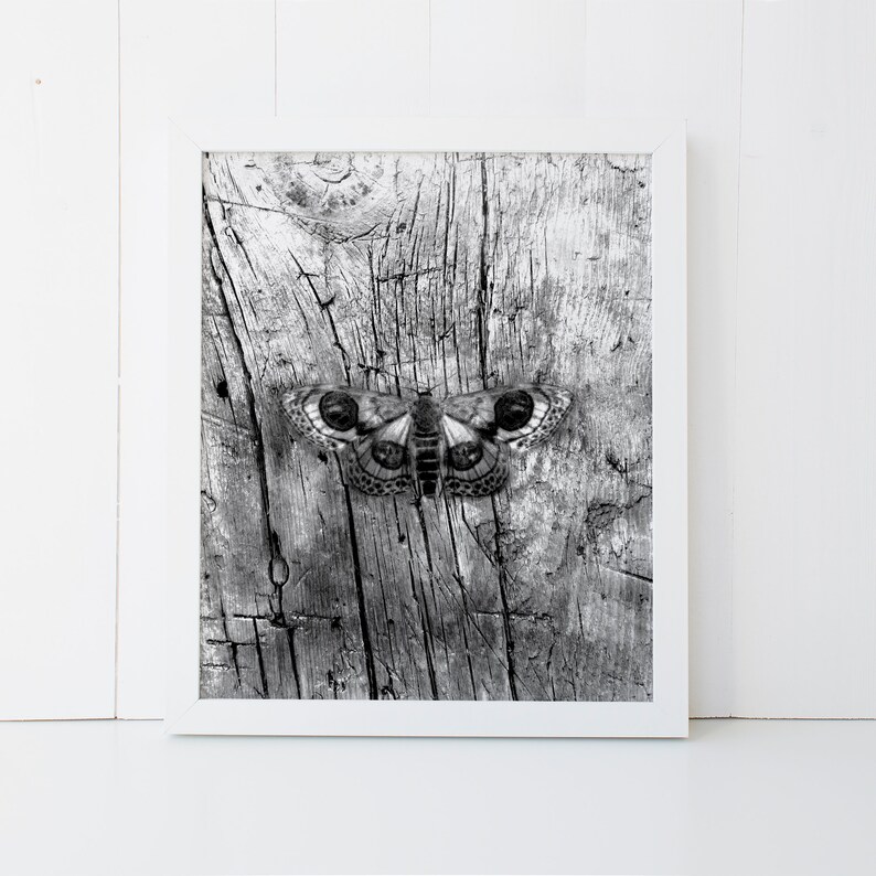 May include: Black and white photograph of a moth with large, prominent eyes, perched on a weathered wooden surface.