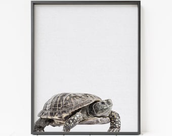 turtle wall art, color turtle print, box turtle, turtle decor, woodland nursery art