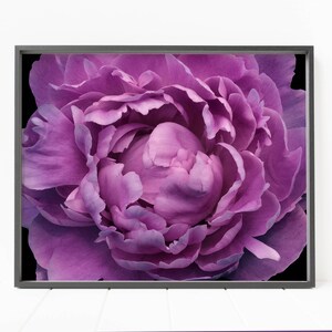 peony print, flower print, pink peony, floral wall art, flower decor, close-up flower