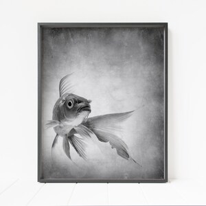 goldfish print, fish print, goldfish wall art, goldfish decor, printable wall art