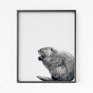 May include: Black and white photograph of a beaver sitting on a log. The beaver is looking to the left and has its mouth open.