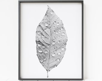 leaf print, leaf wall art, leaf decor, leaf photo, tree decor