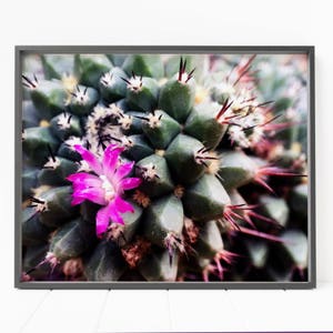 cactus print, desert decor, cactus decor, pink wall art, cactus flower, cactus wall art