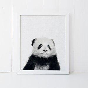May include: Black and white photo of a baby panda looking up with a curious expression.