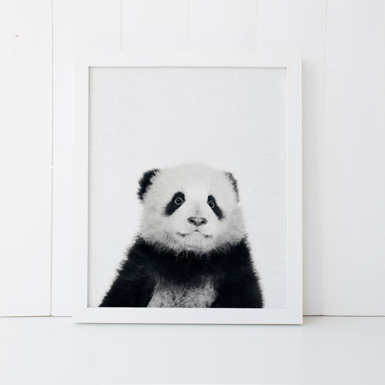 May include: Black and white photo of a baby panda looking up with a curious expression.