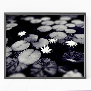 lily pad print, flower print, water lilies, lotus flower print, black and white photography, lily pads